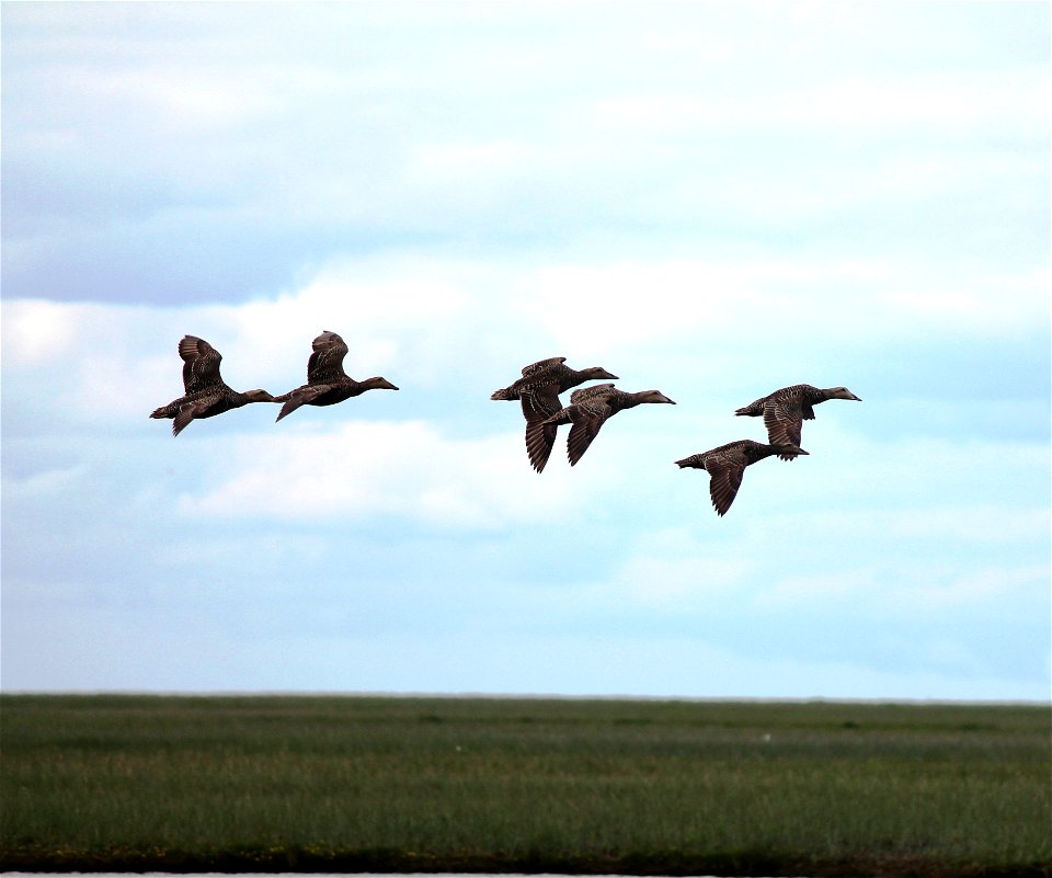 Non-breeding Common Eider Flock photo