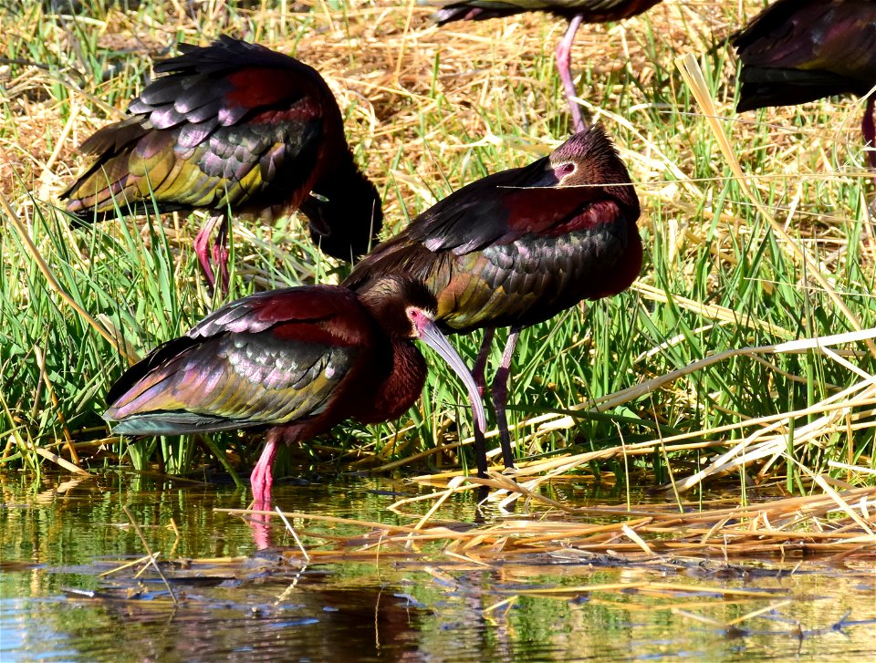 White-faced ibis at Seedskadee National Wildlife Refuge