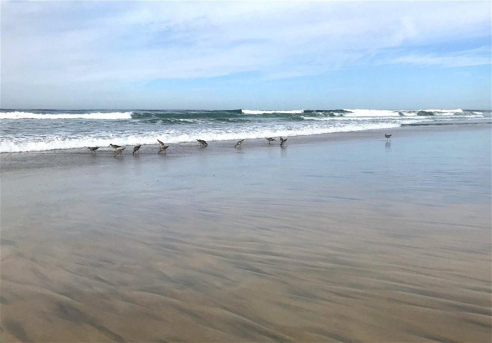 Sandpipers photo