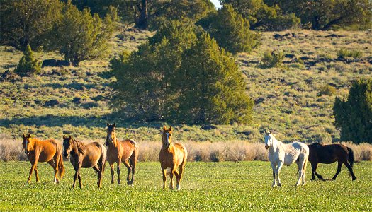 Wild Horses on the Buckhorn Byway