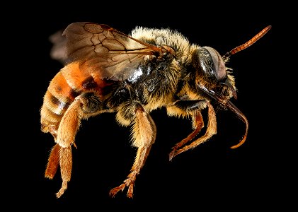 Epeoloides coecutiens, m, right, T.M.J. Peeters, Netherlands, normal_2022-02-02-16.03.22 ZS PMax UDR copy photo