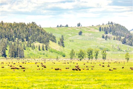 Bison in Lamar Valley after the flood