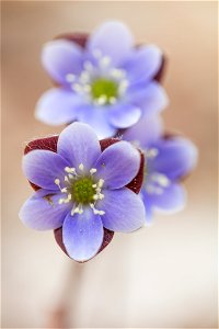 Hepatica Wildflower