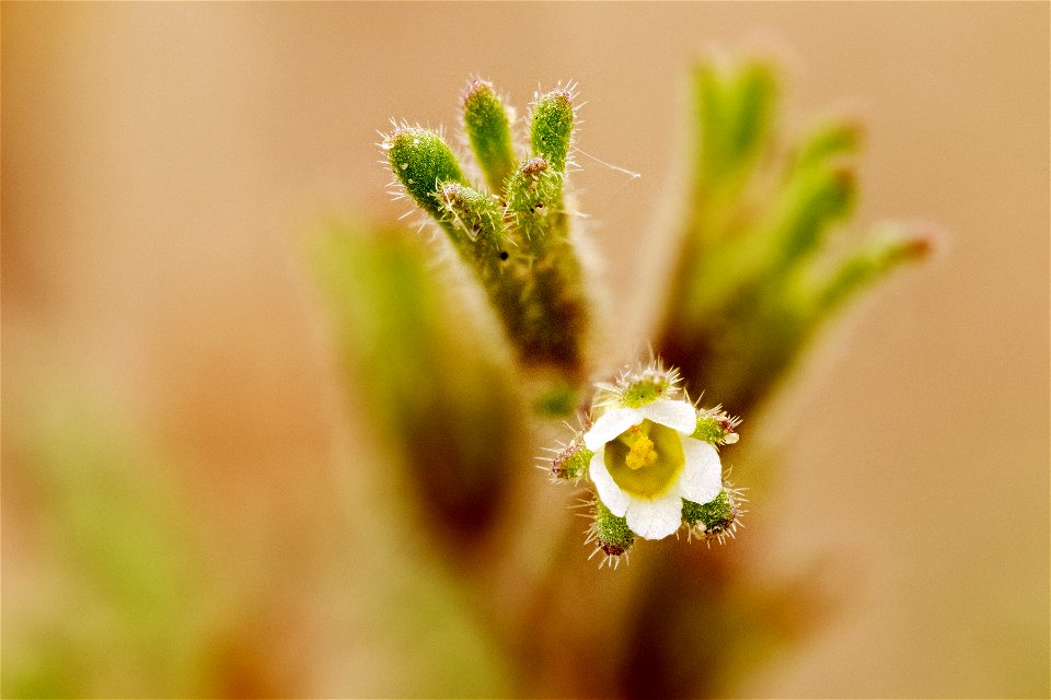 Phacelia ivesiana