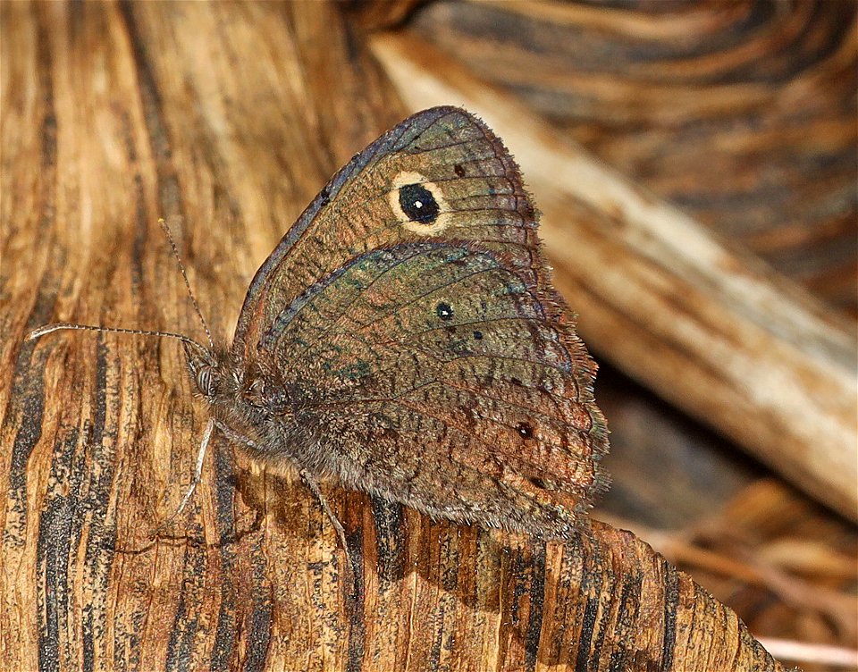 WOOD-NYMPH, SMALL (Cercyonis oetus) (09-02-2022) about 5900 ft, table mt, jackson co, or (5)