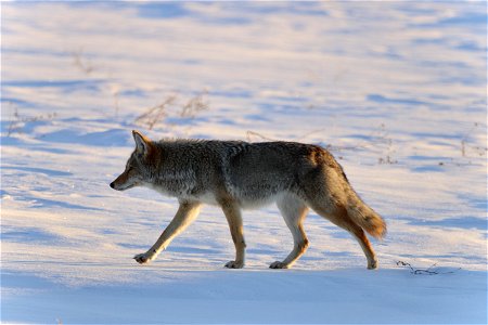 Coyote photo