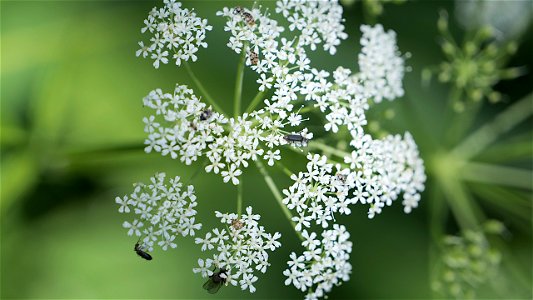 Insekten auf Wilder Möhre