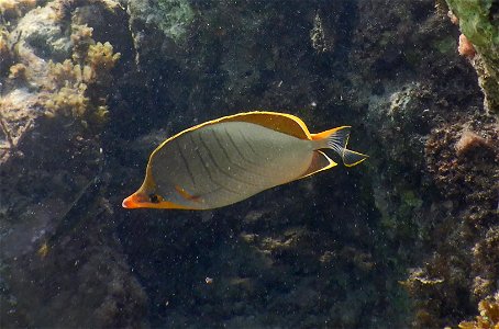 Chaetodon xanthocephalus 2