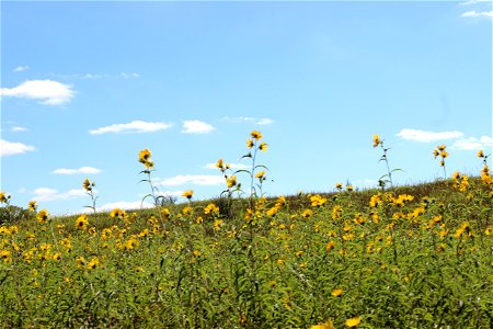 Field of Flowers at Somerset State Game Area photo