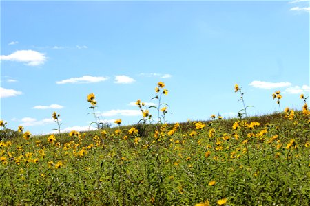 Field of Flowers at Somerset State Game Area