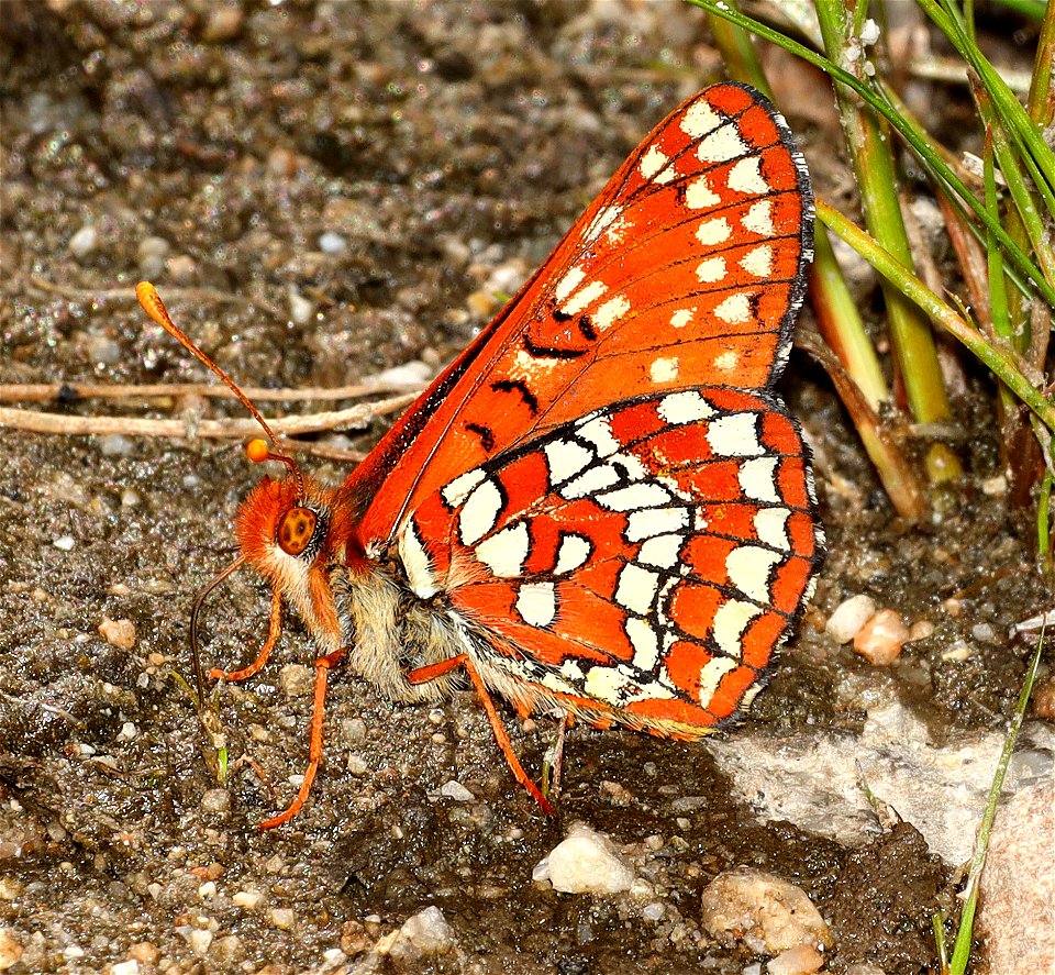 CHECKERSPOT, VARIABLE (Euphyydryas calcedona) (07-07-2022) idaho county, id -03b
