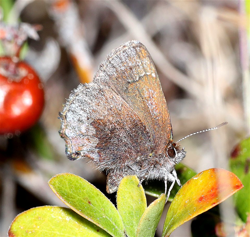 ELFIN, HOARY (Callophrys polios) (05-04-2022) south tolowa dunes state park, del norte co, ca -01