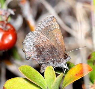 ELFIN, HOARY (Callophrys polios) (05-04-2022) south tolowa dunes state park, del norte co, ca -01