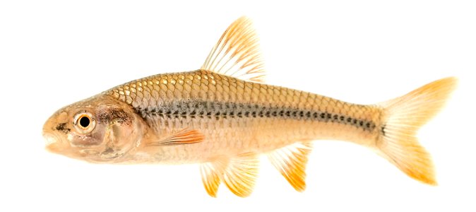 Topeka Shiner (Notropis topeka) Breeding Male photo