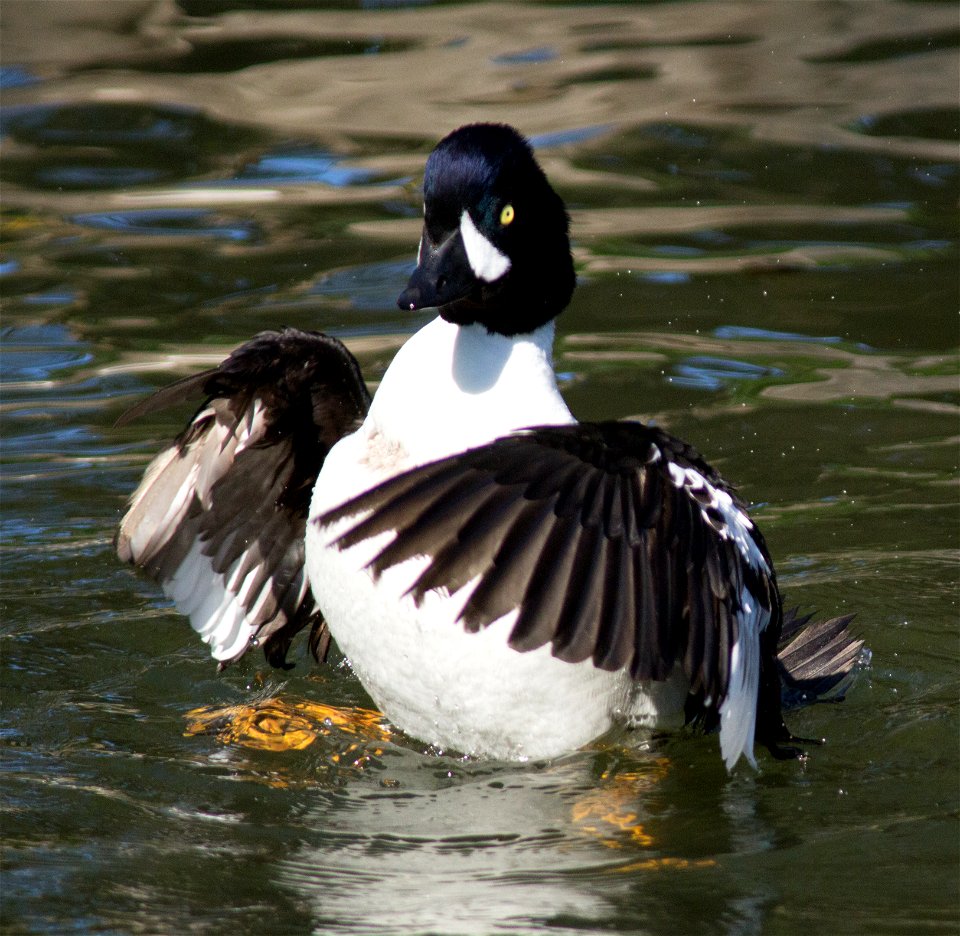 Common Goldeneye