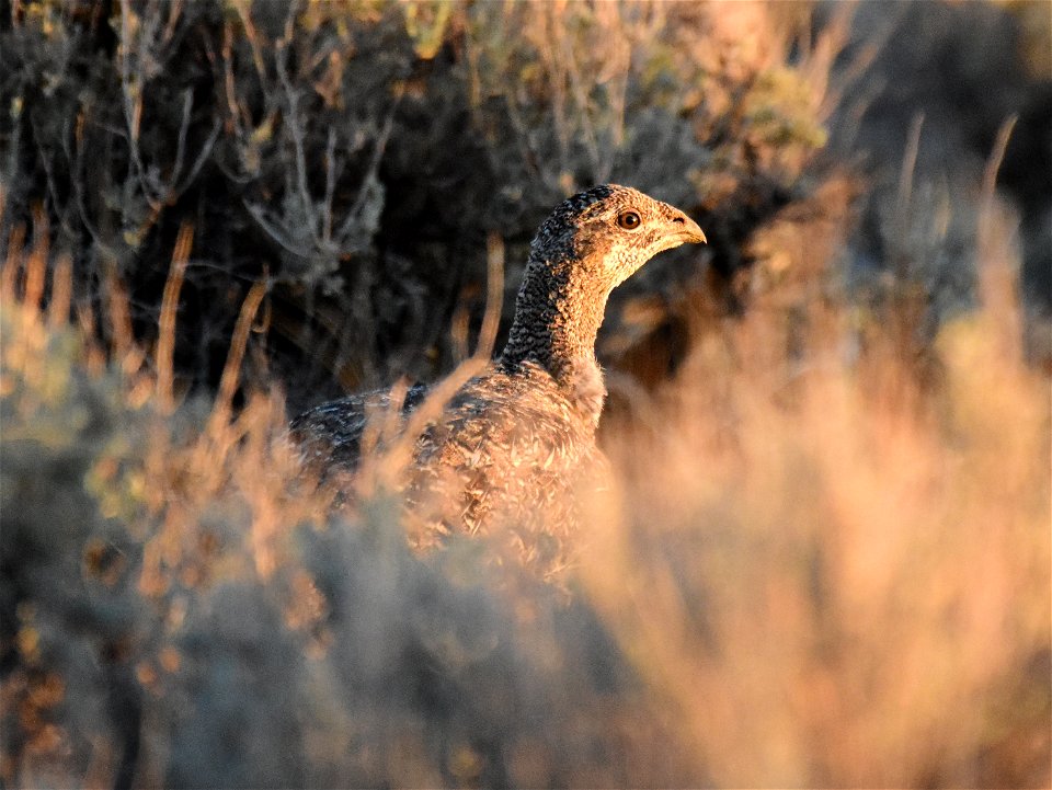 Greater sage-grouse at Seedskadee National Wildlife Refuge