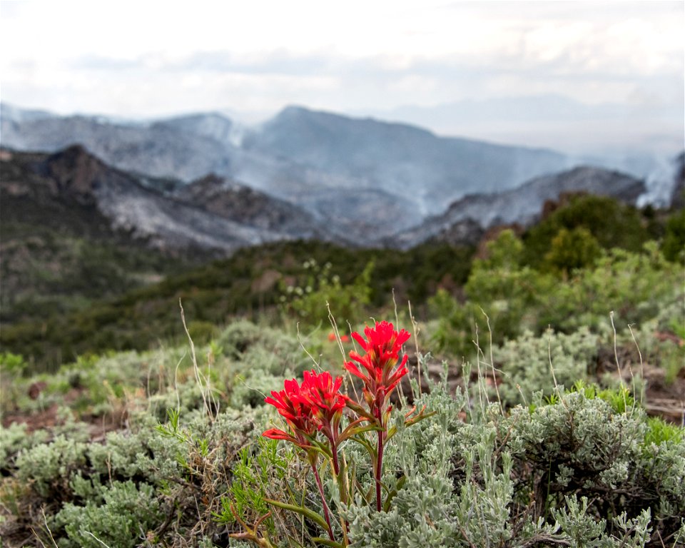 2021 BLM Fire Employee Photo Contest Winner Category: The Land We Protect