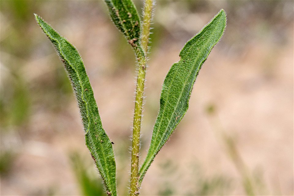 Echinacea angustifolia