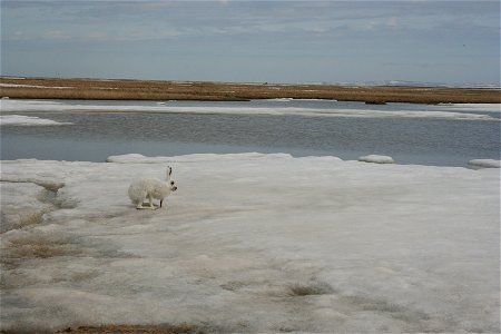 Tundra hare on ice photo