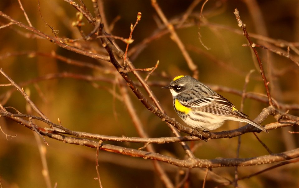 Yellow-rumped Warbler Huron WMD South Dakota