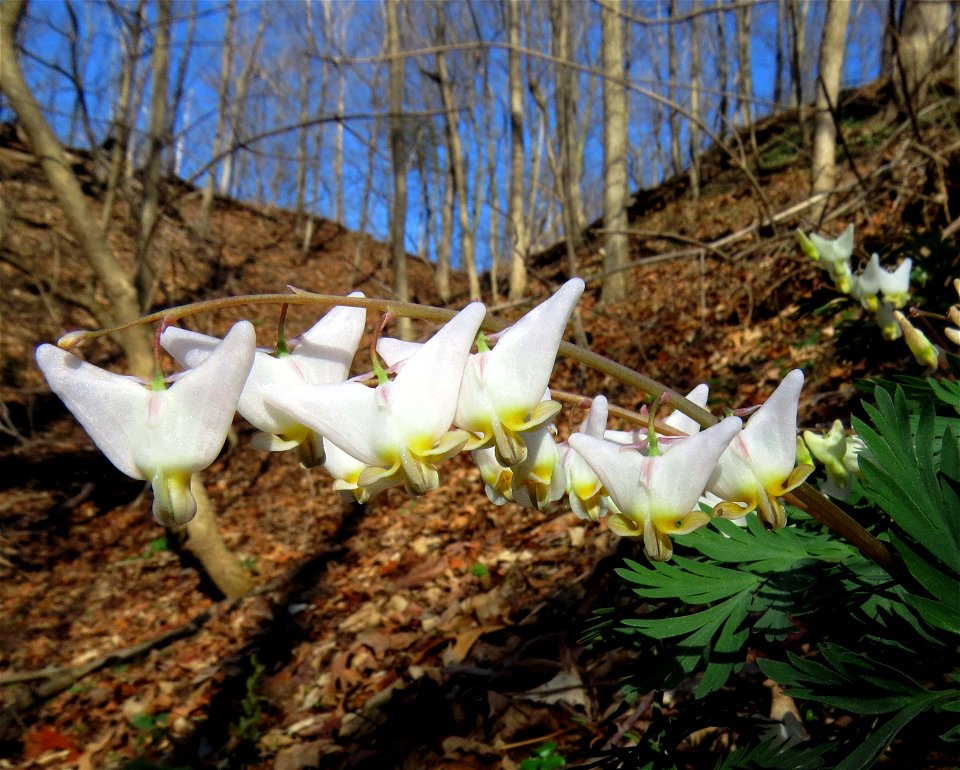 Dutchmans Breeches