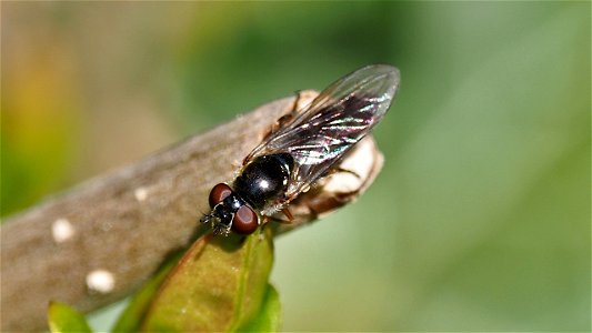 Platycheirus albimanus-Gruppe (Breitfußschwebfliege)