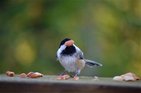 Black-capped Chickadee carrying a peanut photo