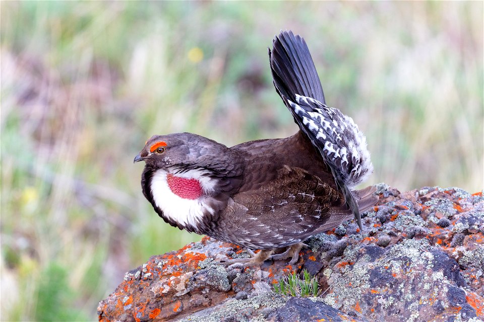 Male dusky grouse