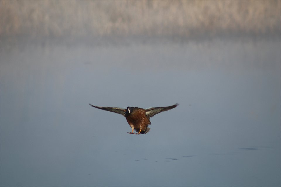 Blue-winged Teal Landing Owens Bay Lake Andes National Wildlife Refuge South Dakota