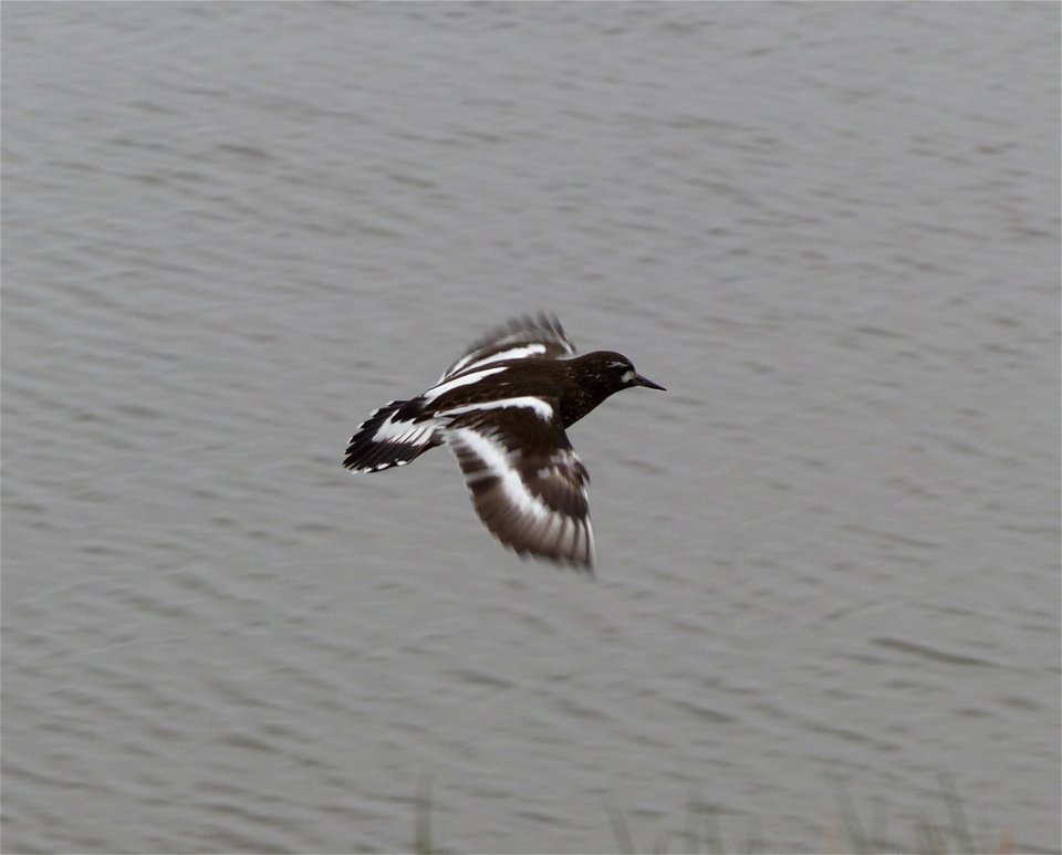 Black Turnstone in flight