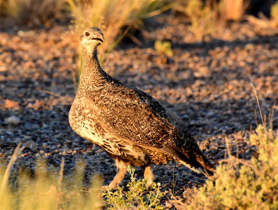 Greater sage-grouse at Seedskadee National Wildlife Refuge