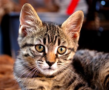 Chill Cat