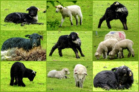 Lambs at Kent Life photo