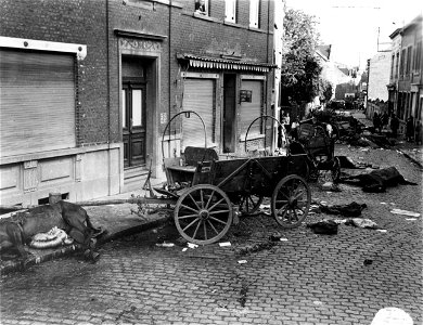 SC 329943 - A platoon of an American Recon Cavalry unit encountered this Nazi horse-drawn convoy in Court - St. Etienne in Belgium, and moments later this was all that was left of the convoy. 6 September, 1944. photo