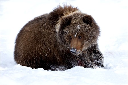 Kodiak brown bear cub in the snow photo
