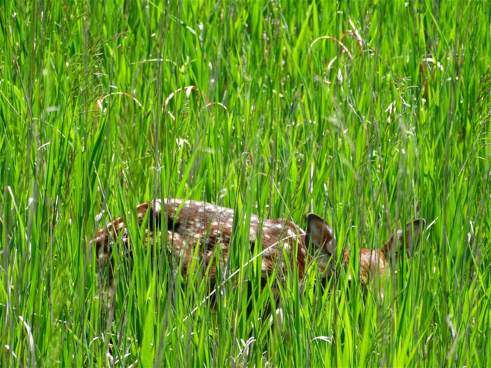 Fawn Karl E Mundt National Wildlife Refuge photo