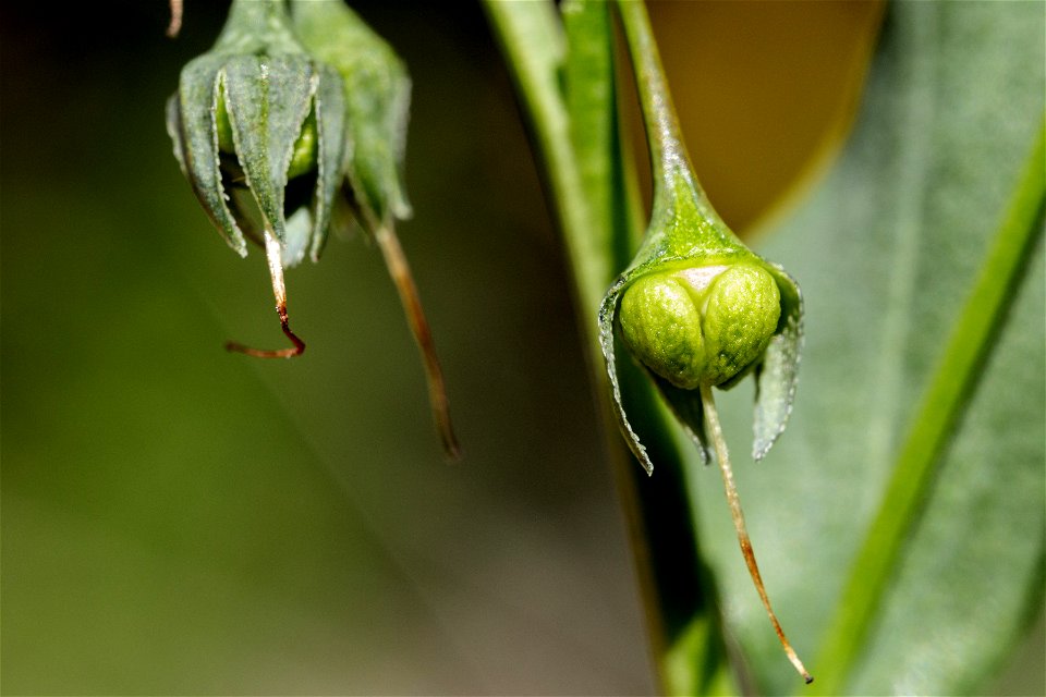 Mertensia arizonica var. leonardii