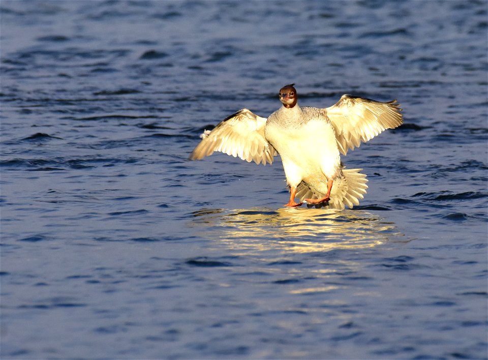 Common merganser at Seedskadee National Wildlife Refuge