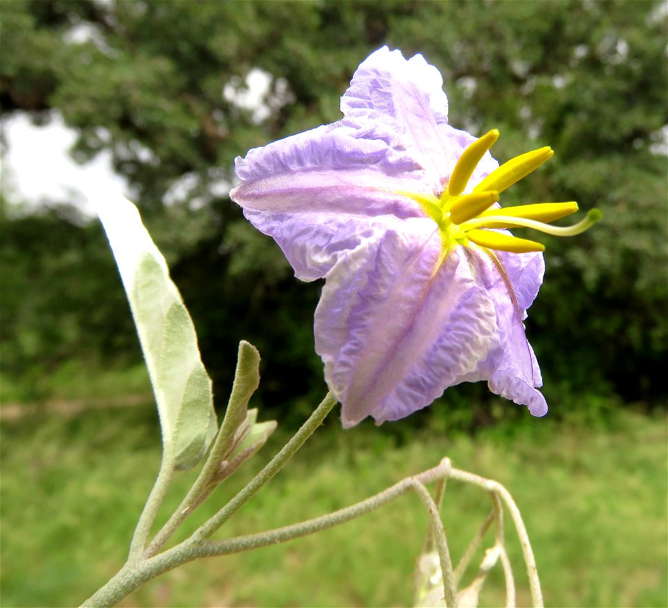 NIGHTSHADE, SILVERLEAF (Solanum elaeagnifolium) (8-15-2021) madera canyon, santa rita mts, pima co, az -04 (1)