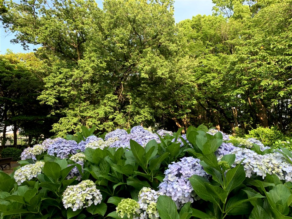 Park in Yumenoshima, Koto-ku photo