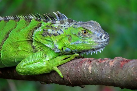 Iguana photo