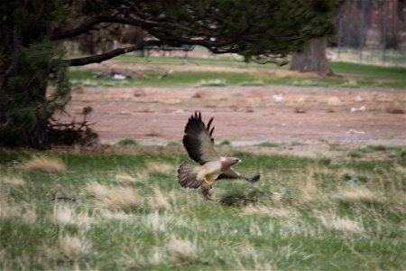 Swainson's hunting