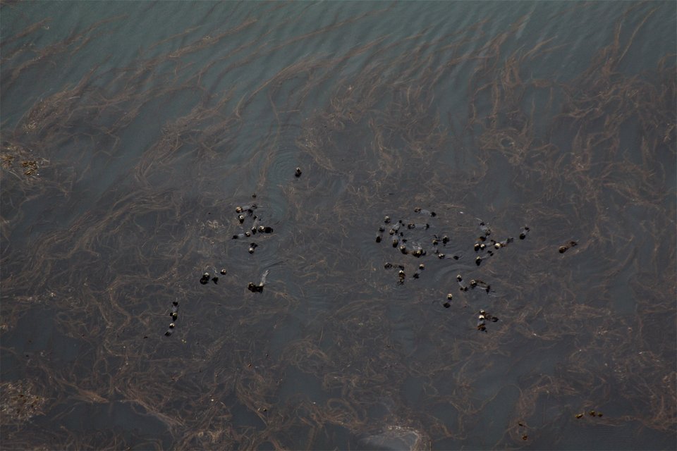 Sea otters from the sky