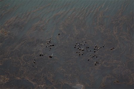 Sea otters from the sky photo