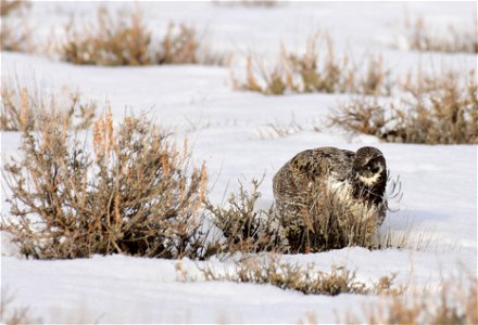 Greater sage-grouse on Seedskadee National Wildlife Refuge