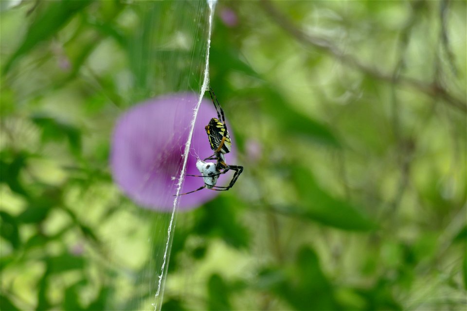 Spider-P1930354