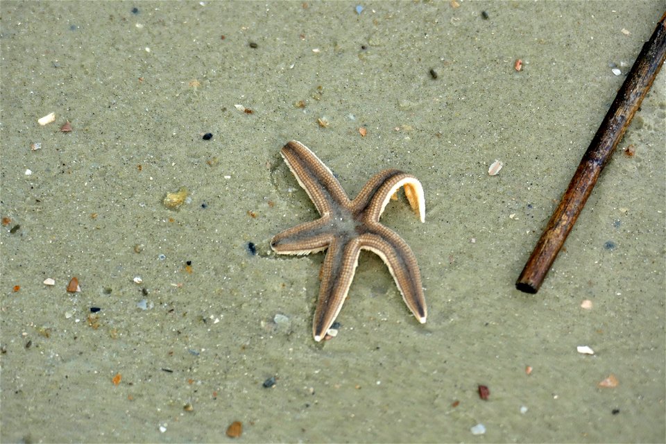STARFISH-P1930147