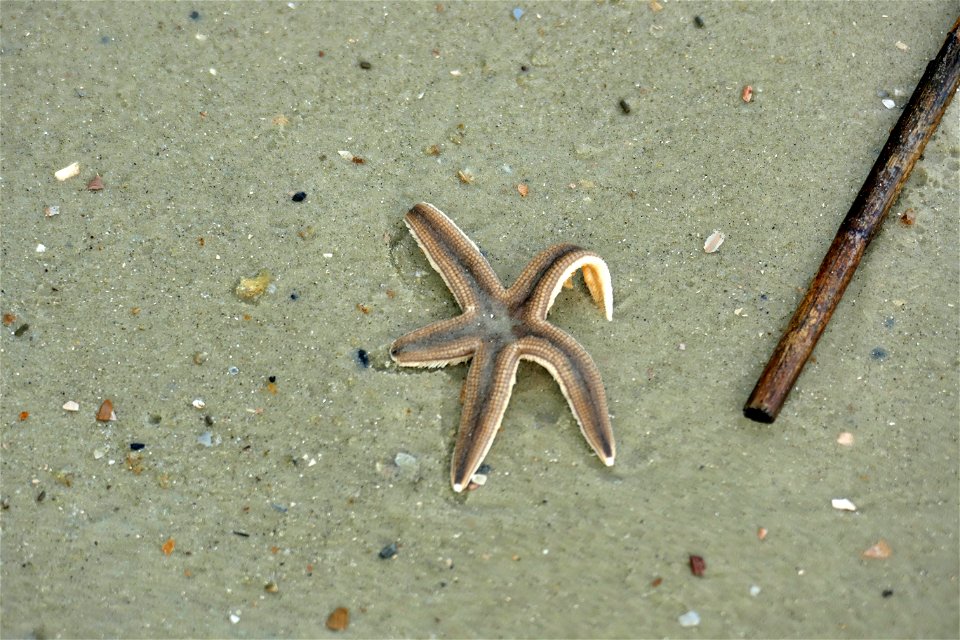 STARFISH-P1930147 photo