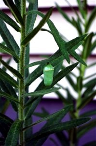 Monarch Chrysalis on Butterfly Weed