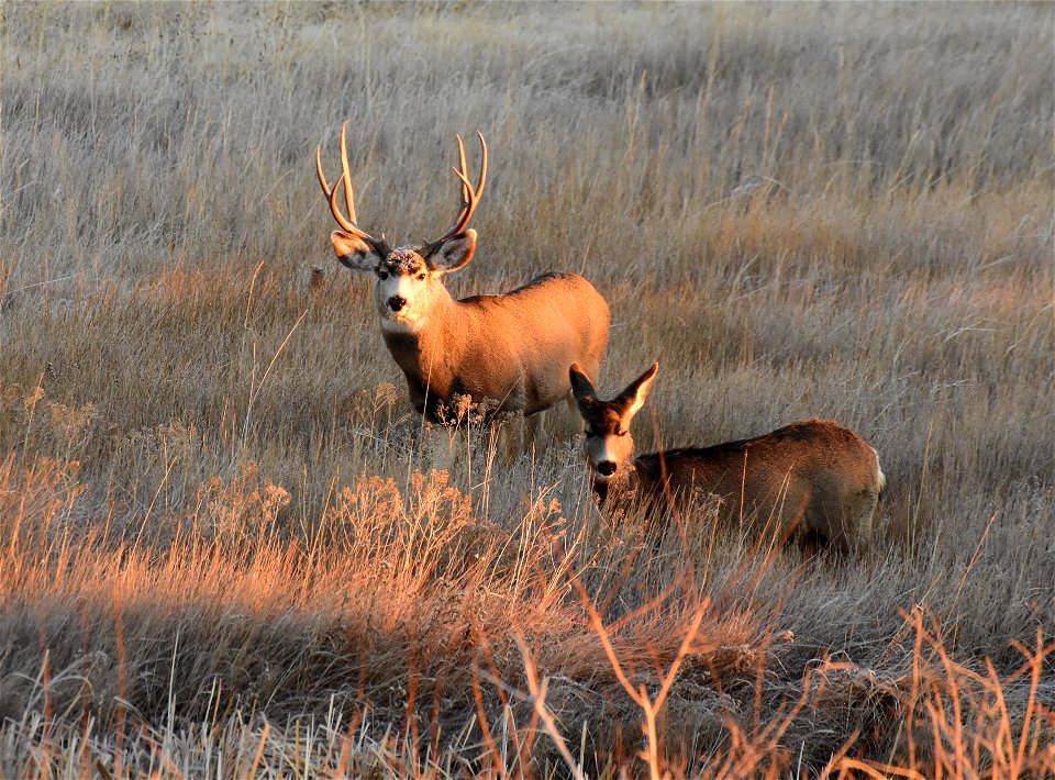 Mule deer at Seedskadee National Wildlife Refuge